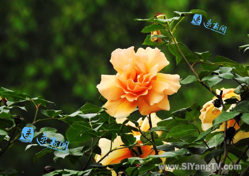 一起做花痴吧!来泗阳北京路,闻香识月季