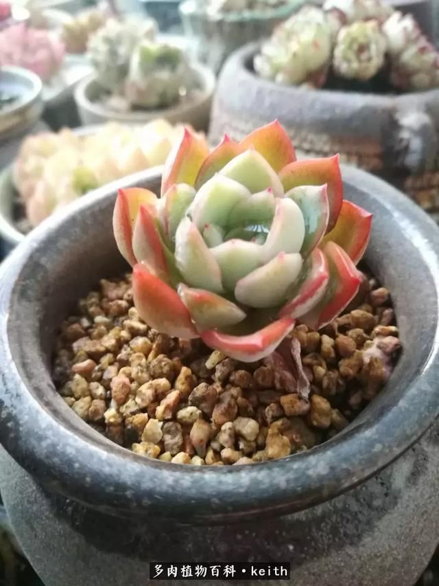 广东美肉,时间终究会给我们完美的馈赠!