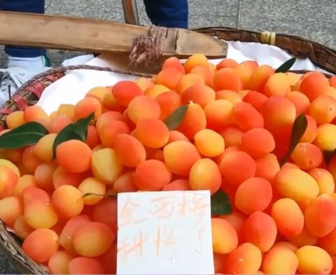 在重庆街头发现神秘水果 味道似砂糖1斤卖25元
