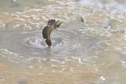 江门的这种鱼，被誉为“鱼类中的天才”！盛夏吃它正当时~丨寻味