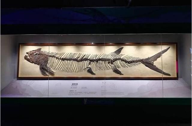 打卡广州最新地标 正佳自然科学博物馆