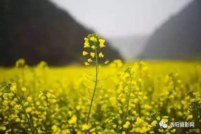 一夜春风来，春天洛阳最美赏花地请收藏