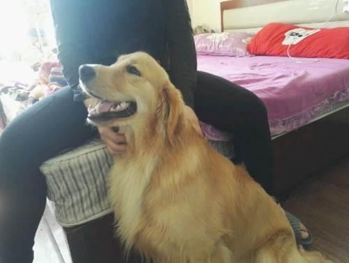 考试前背着父母在家偷玩游戏,结果被金毛发现