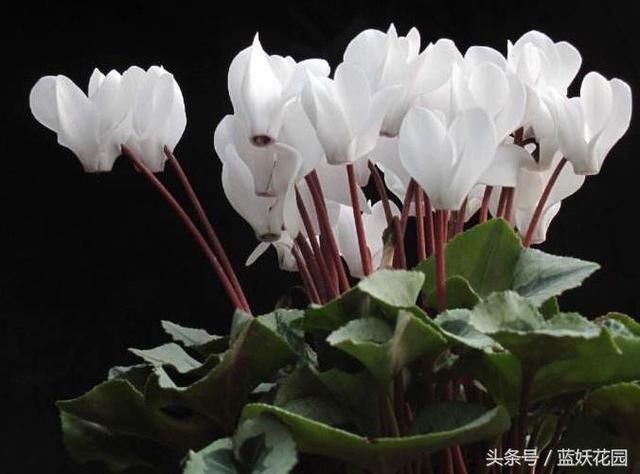 现在种什么花开的时间长好看 t01bef700343f5885aa.jpg