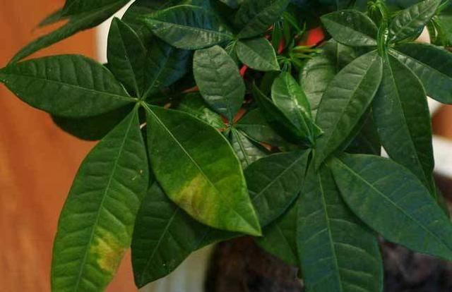 发财树叶子发黄掉落惨不忍睹 4招教你快速解决发财树叶黄问题