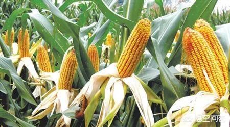春耕开始,要选购什么样的玉米种?