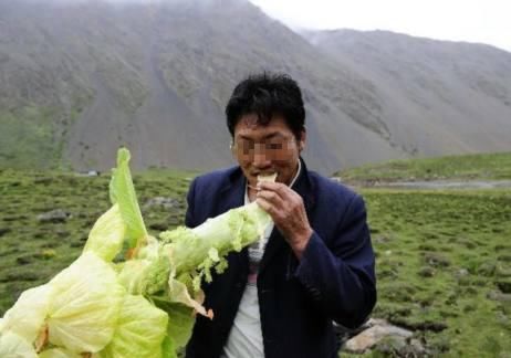 农村这种野生物，生长在高山，在民间受重视，它的作用你知道多少