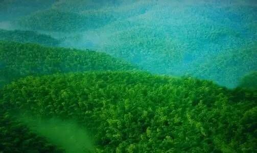 中国最美的森林，你最想去哪一个？