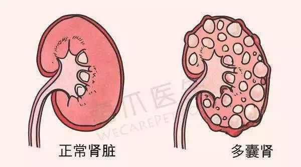 是什么品种的猫