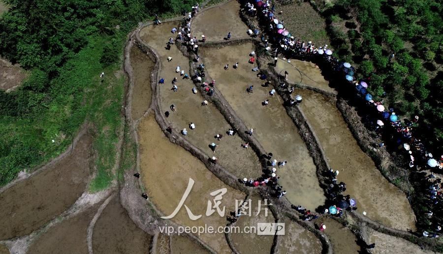 2018年5月13日,农民们在湖北省宣恩县沙道沟镇木龙寨村的梯田里参加插图片