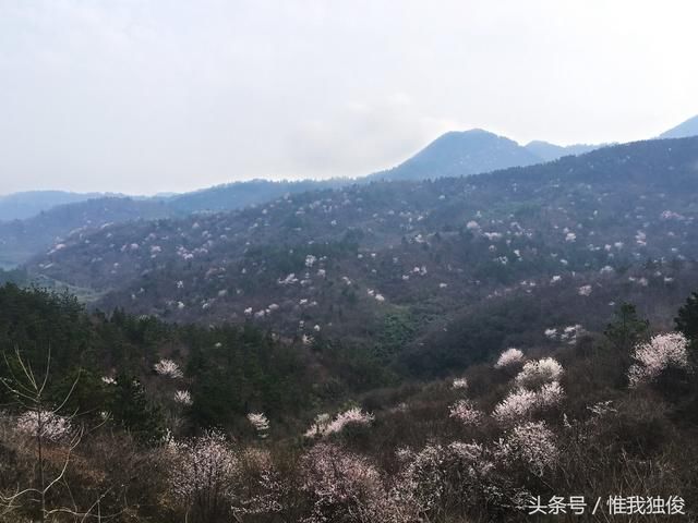 还等什么 随州大洪山野樱花盛开渐入旺盛期了