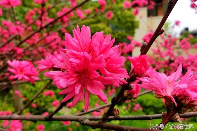 武汉漫行:东湖沿湖路走走