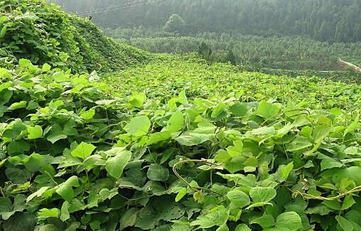 孝子为给母亲治病，自主创业种植葛根致富