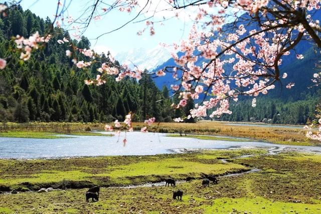 大好春光，3月花开成海！中国最美的10个赏花地，惊艳整个朋友圈