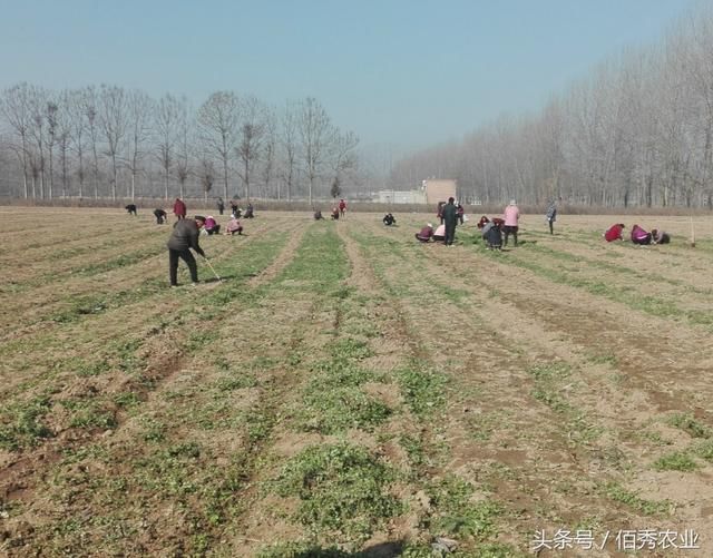 农村人种植200亩中药材，雇人拔草开销大，今年能赚钱吗？