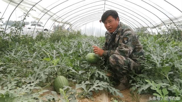 农村人种植大棚西瓜，看似每年都赚钱，一番话道出种地的心酸