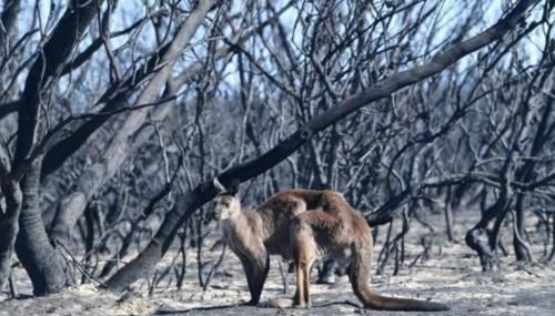 澳大利亚山火事件动物