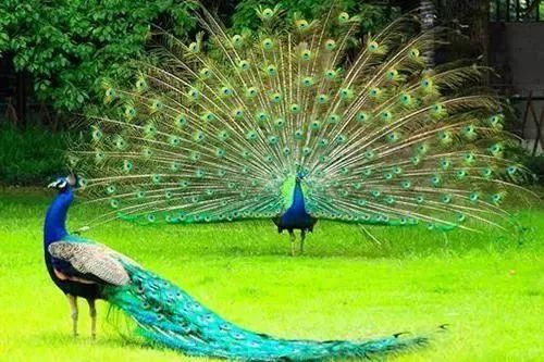 周六免费!广州附近这片禾雀花海没爆了,千万别错过了...