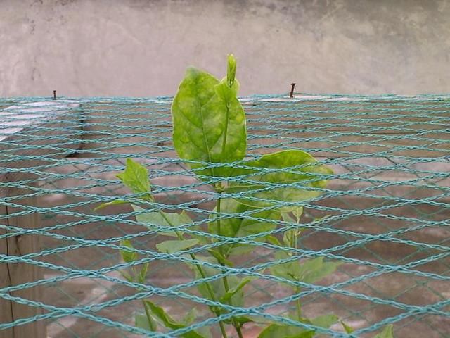 茉莉花要舍得修剪，这样才能株型好花开多，附上图文修剪生长过程