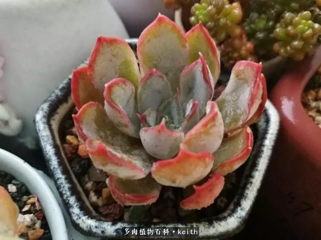 广东美肉,时间终究会给我们完美的馈赠!