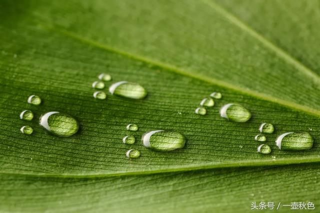 雨水至，想一树梨花压海棠，想南的南面，樱花飘落掌心一瞬的柔软