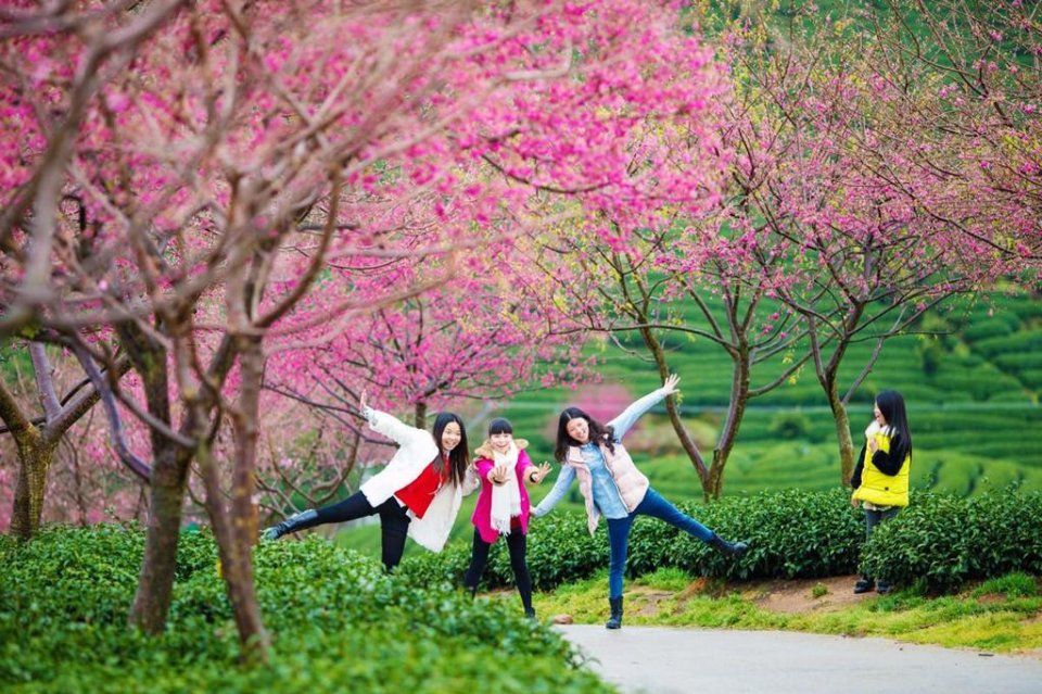 踏春|分分钟秒杀东瀛樱花，看“群樱荟萃”的中国最美赏樱地