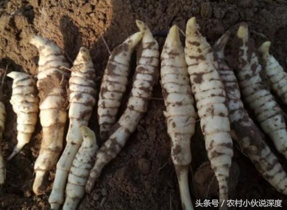 农村这4种很美味的野菜，90后未必全吃过，00后没见过