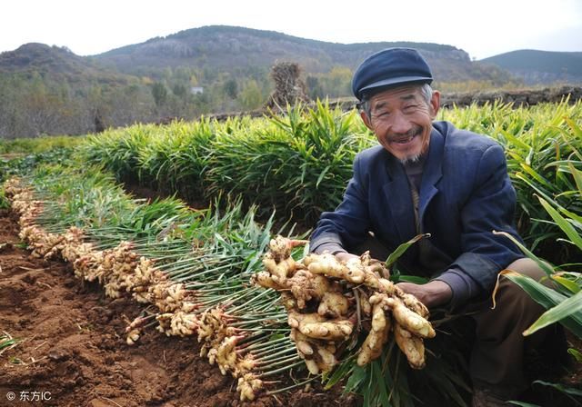 越来越多种植户都放弃种植了，农村种植业真的赚不到钱了吗