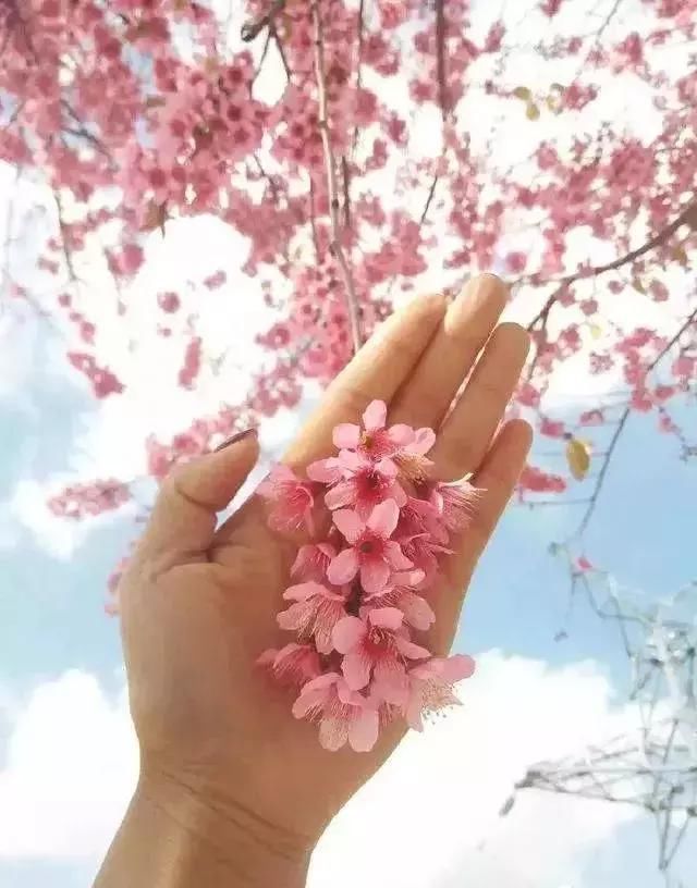 美炸！一夜间，广州竟飘起了如梦似幻的粉红花雨！