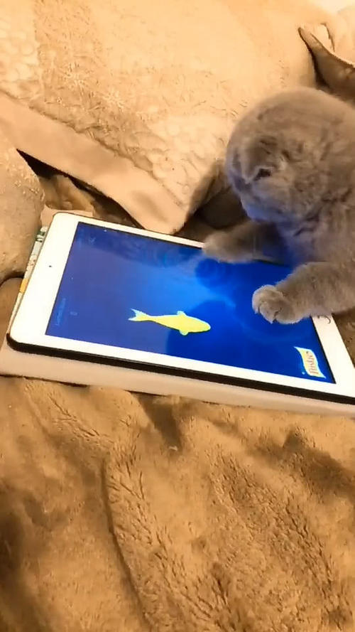 猫咪在平板上玩游戏,见鱼儿消失一脸失落,主人