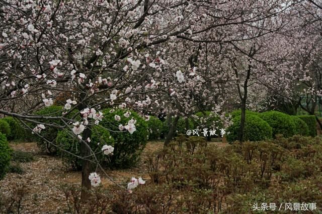 春色满园关不住：洛阳隋唐植物园