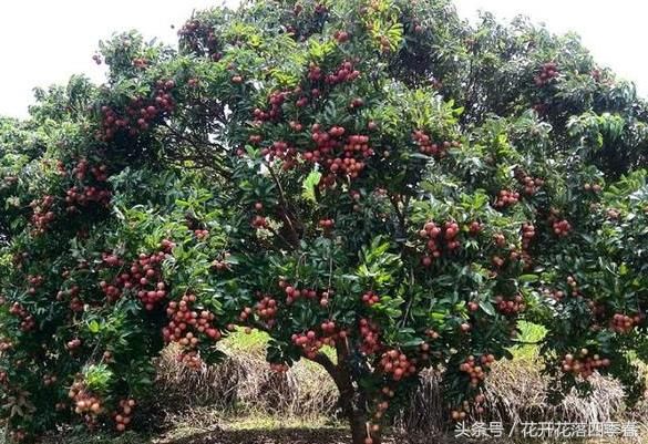 如果这3棵“水果树”一辈子吃不完，但只能选择一棵，你会怎么选