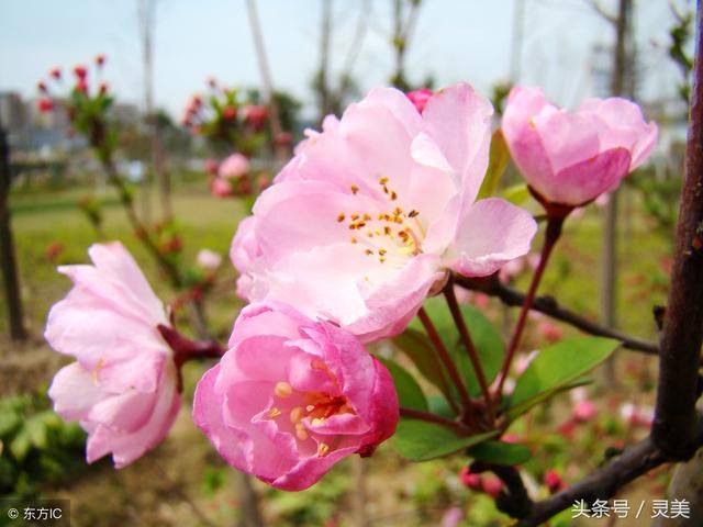 春暖花开的季节里，用真心温暖你的流年！