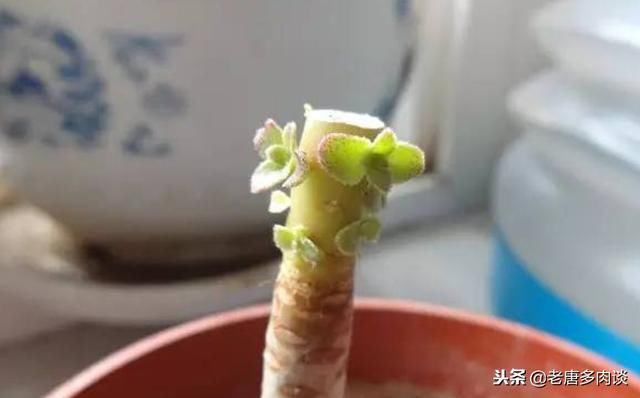 砍头的多肉植物为什么更便宜?