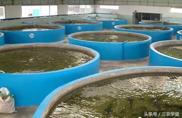 开春后淡水鱼池塘养殖管理要点,提高效率的葵