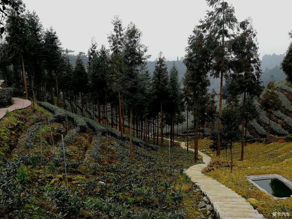 参观牛碾坪万亩观光茶