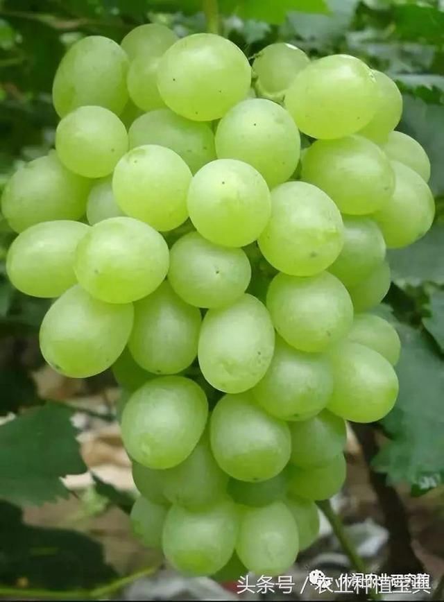 特早熟葡萄品种推荐 t01c47b66d846eedeca.jpg
