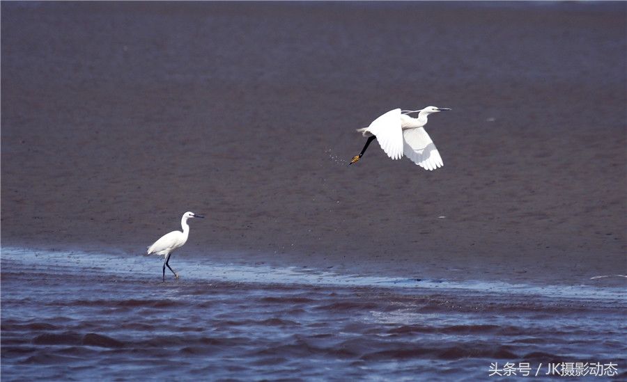 黑嘴鸥、翘鼻麻鸭在辽河绿水湾风景区栖息享受初夏暖阳