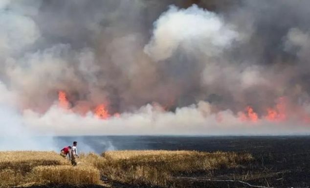 澳大利亚被烧了