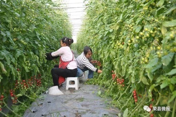 清明小长假,睹花睹人不堵车!赶快约起来荣县乐享田园采摘乐趣!