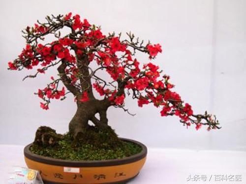 这3种花再好看也不能养在家里!夹竹桃有剧毒为啥还种植?