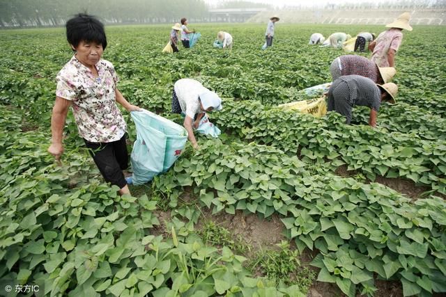 中国土地遍地房屋建筑，美国土地却是大片粮食，这是一步大棋！