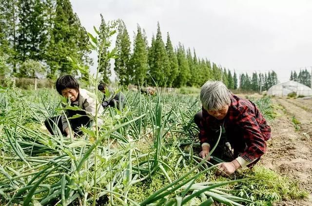 《焦点访谈》等媒体曝有机蔬菜造假，中国有机食物的真相是什么?