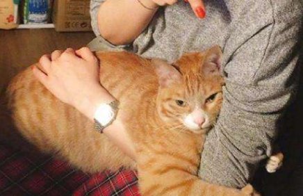 一只猫咪究竟能粘人到什么程度?抱着主人手不放,一撇开就委屈 日日博娱乐城