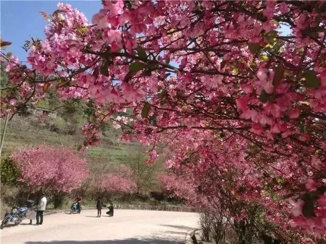 玉溪最全赏花攻略来了，花海之约不要错过!