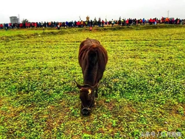 在粤西，有一种年例叫高州四大元，仿若响在春天的“乡间交响曲”