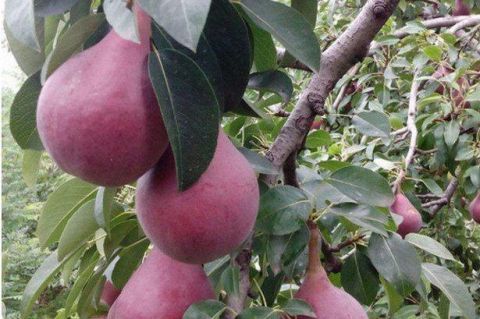 农村农民种植这种水果,听说是从外国引进来的