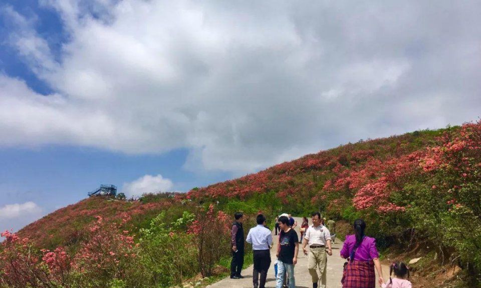 阳明山十万亩杜鹃燃爆 “五一”小长假 本周末仍是最佳花期