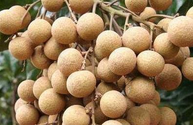 桂圆的功效与作用及禁忌,美女产妇孕妇吃桂圆