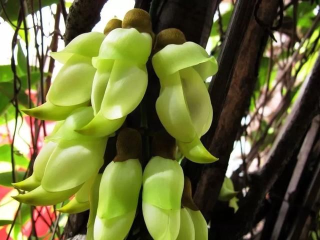 周六免费!广州附近这片禾雀花海没爆了,千万别错过了...